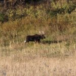 Bozeman MT 59715 - 17