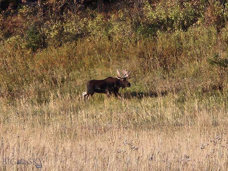 Bozeman MT 59715 - 17