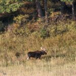 Bozeman MT 59715 - 18