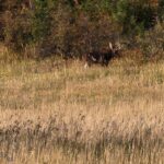 Bozeman MT 59715 - 20