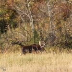 Bozeman MT 59715 - 21