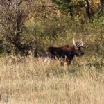 Bozeman MT 59715 - 22