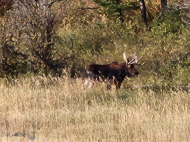 Bozeman MT 59715 - 22