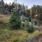 Bozeman MT 59715 - 18