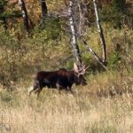 Bozeman MT 59715 - 21