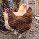 1014 W Dickerson Street