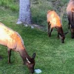 Big Sky MT 59716 - 22