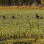 10669 Gee Norman Road