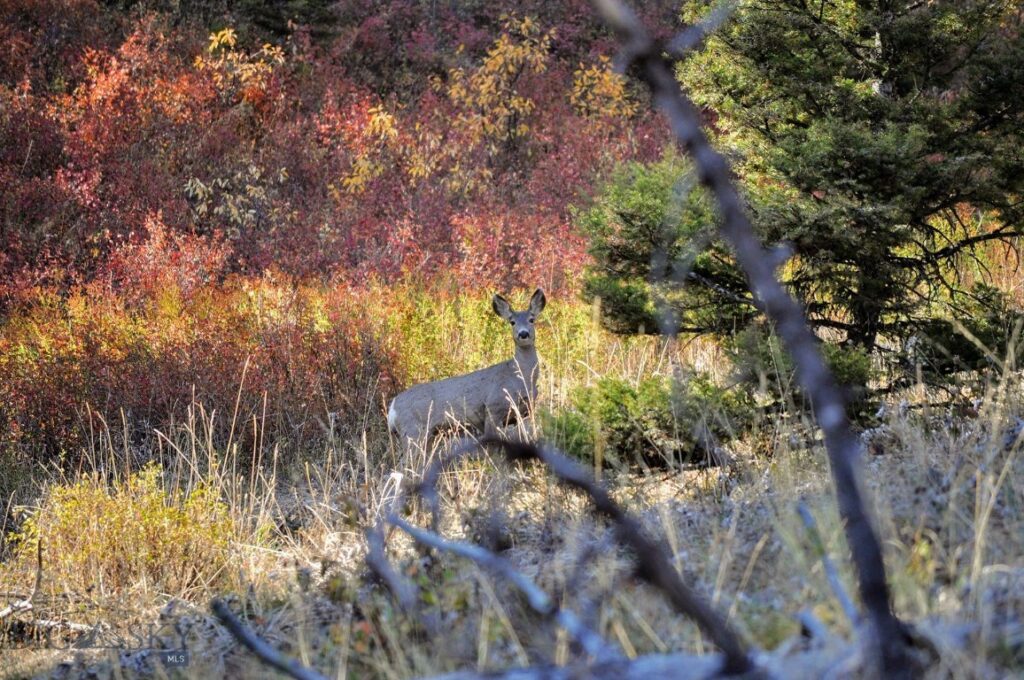 Bozeman MT 59715 - 24