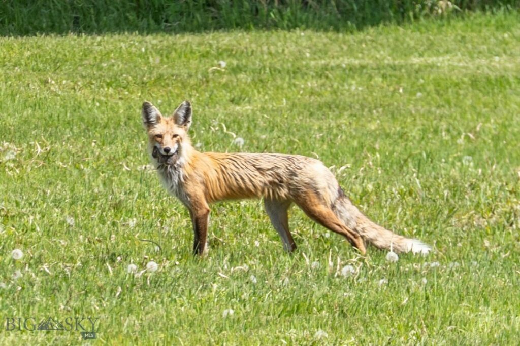 Bozeman MT 59718 - 8