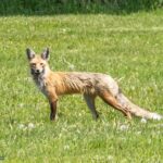 Bozeman MT 59718 - 8