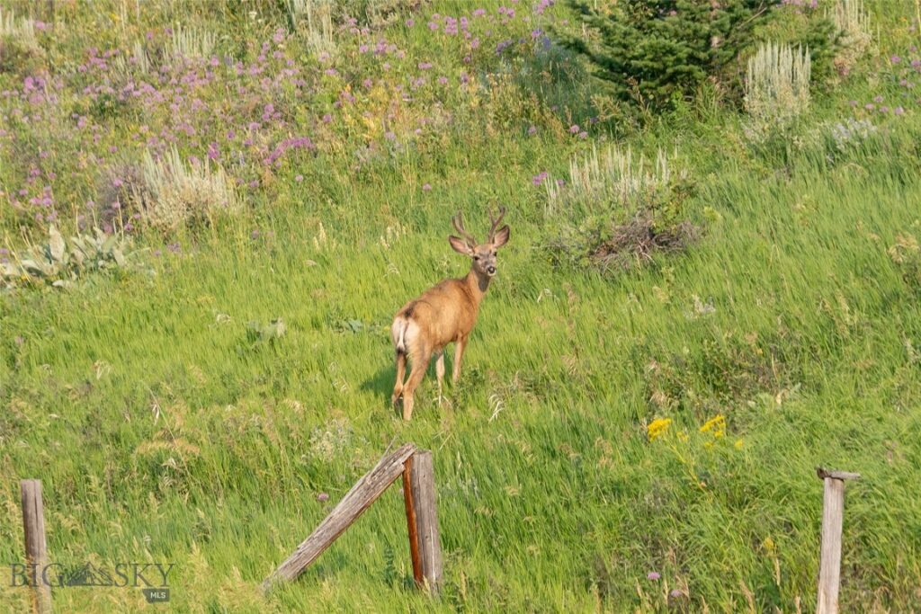 Bozeman MT 59715 - 14