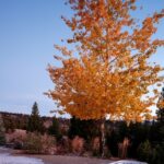 Big Sky MT 59716 - 25