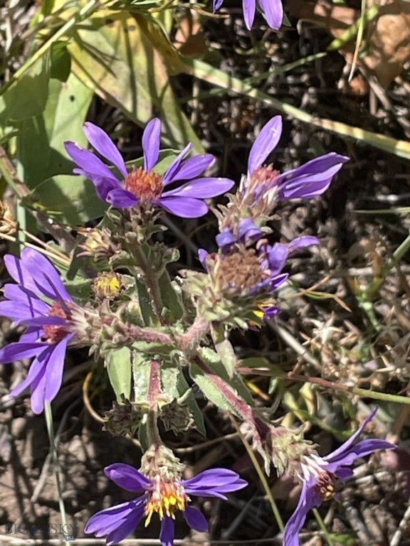 Bozeman MT 59715 - 11