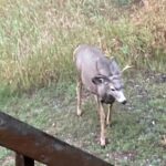 Bozeman MT 59715 - 22