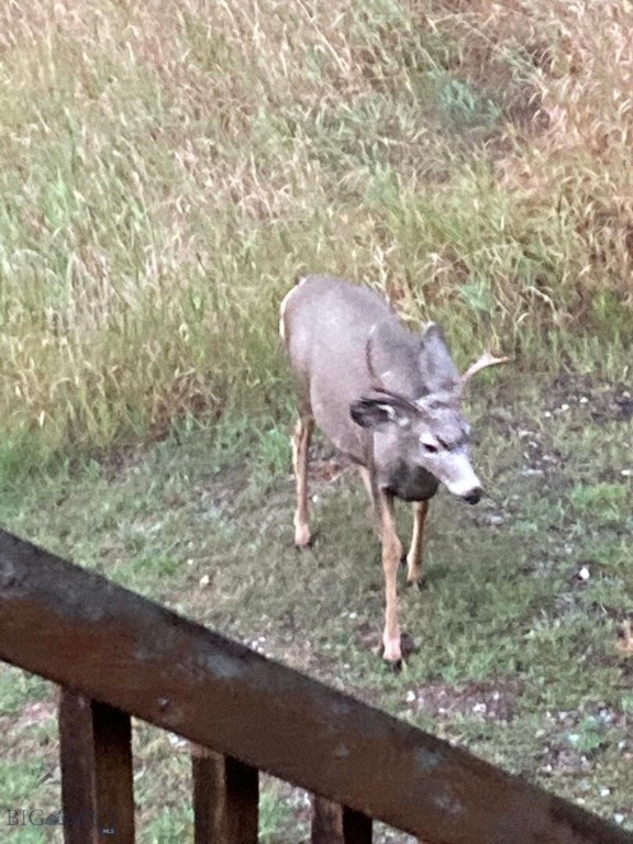 Bozeman MT 59715 - 22