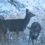 Bozeman MT 59715 - 23