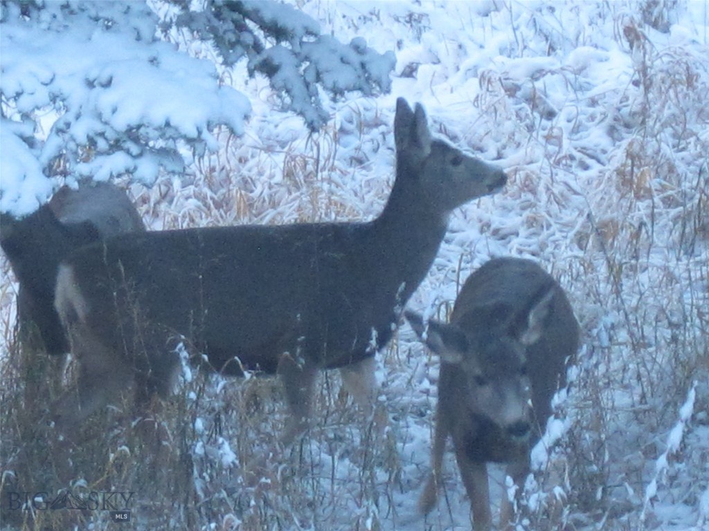 Bozeman MT 59715 - 23