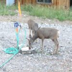 Bozeman MT 59715 - 24