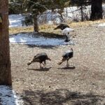 Bozeman MT 59715 - 12