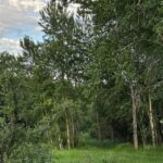 Bozeman MT 59715 - 25
