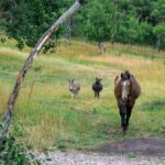 210 Upper Kelly Creek Road