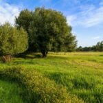 223 Poppy Field Drive