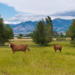 Bozeman MT 59718 - 1
