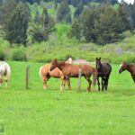 Bozeman MT 59715 - 24