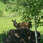 Bozeman MT 59715 - 17