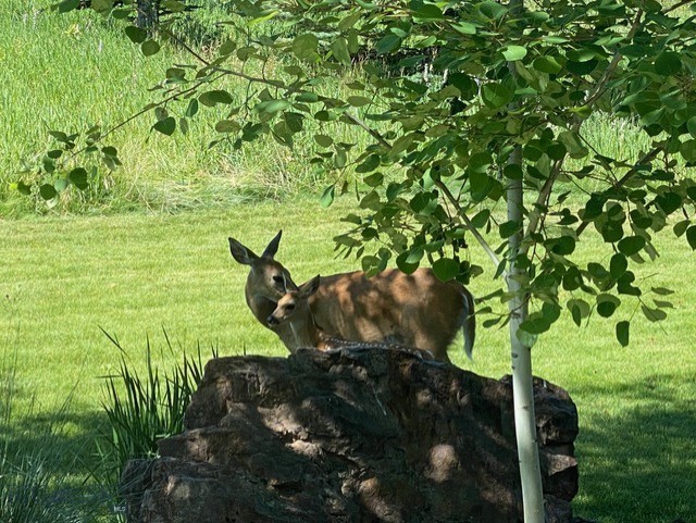 Bozeman MT 59715 - 17