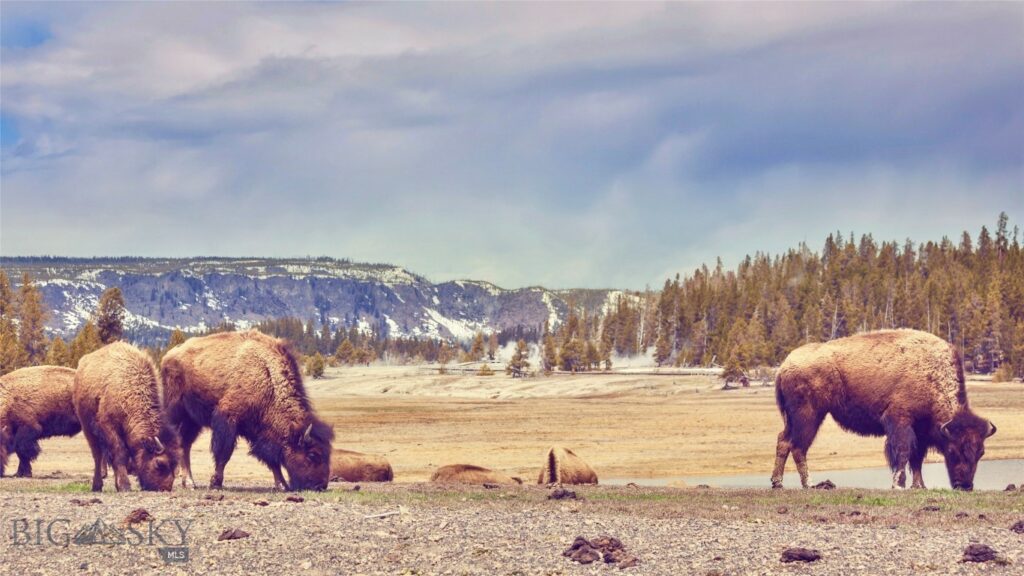 Big Sky MT 59716 - 19