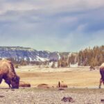 Big Sky MT 59716 - 19