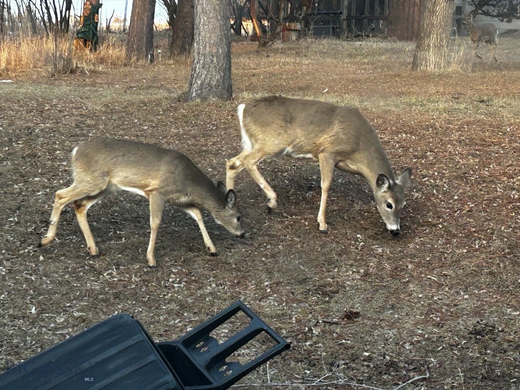 Bozeman MT 59715 - 15