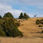 Belgrade MT 59714 - 6