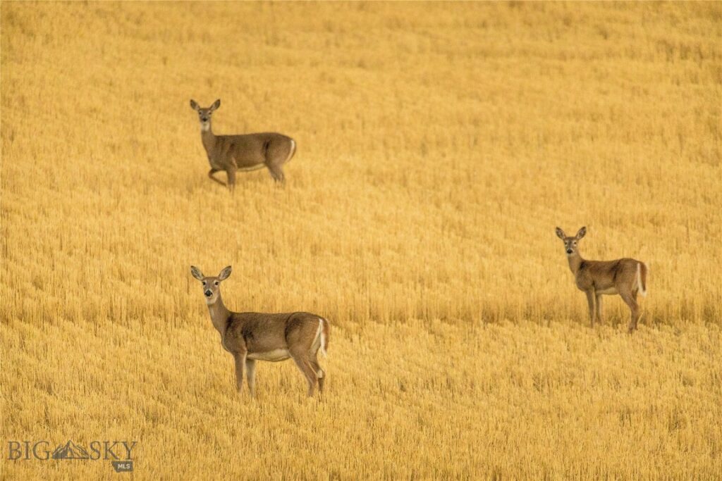 Belgrade MT 59714 - 3