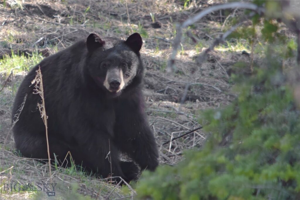 Bozeman MT 59718 - 25