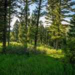 3539 Claim Creek Road