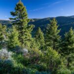 Bozeman MT 59718 - 4