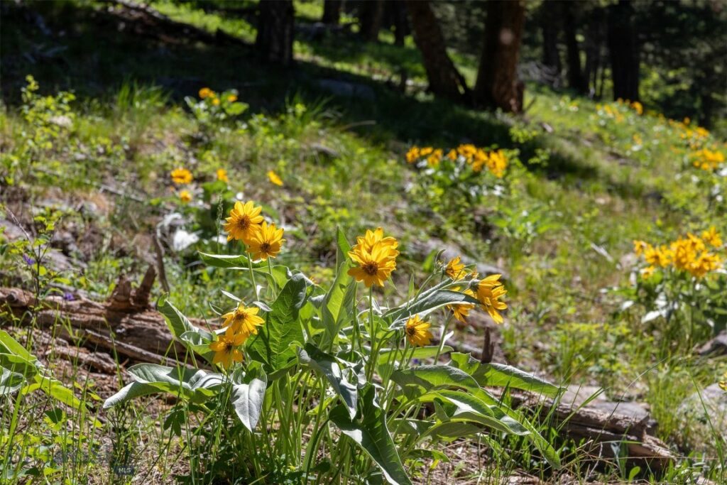 3600 Cottonwood Ranch Trail