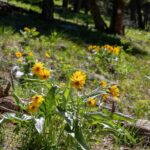 3600 Cottonwood Ranch Trail