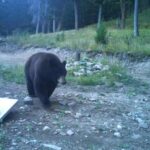 Bozeman MT 59718 - 17