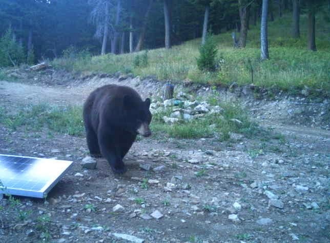 Bozeman MT 59718 - 17