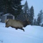 Bozeman MT 59718 - 18