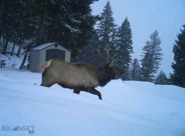 Bozeman MT 59718 - 18