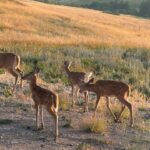 Bozeman MT 59715 - 20