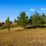 3753 Reese Creek Road