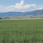 Belgrade MT 59714 - 7