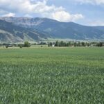 Belgrade MT 59714 - 8