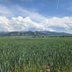 Belgrade MT 59714 - 9